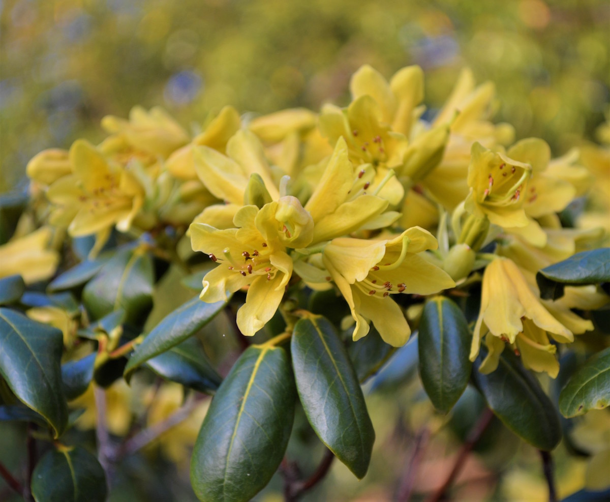 R. cinnabarinum ssp. xanthocodon